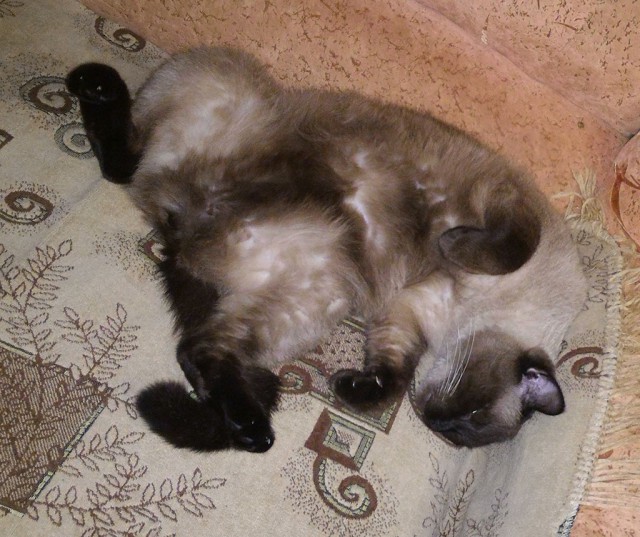 Котовторник 03.11.2015
