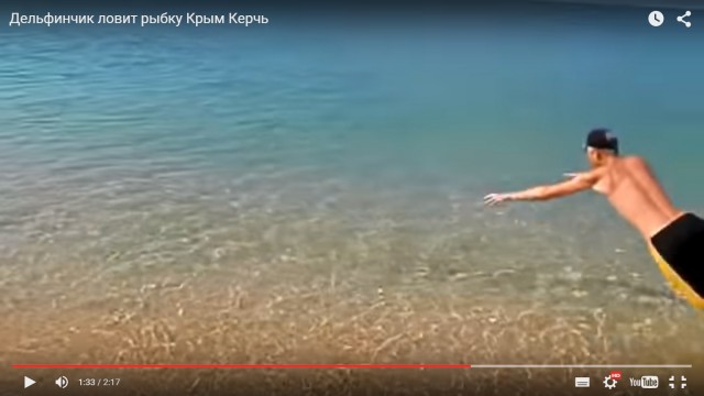 Дельфинчик ловит рыбку