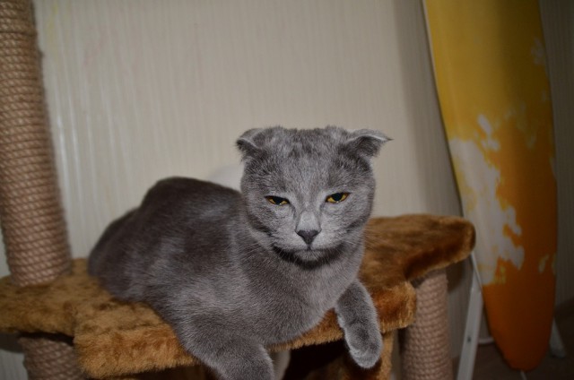 Котовторник 17.11.2015