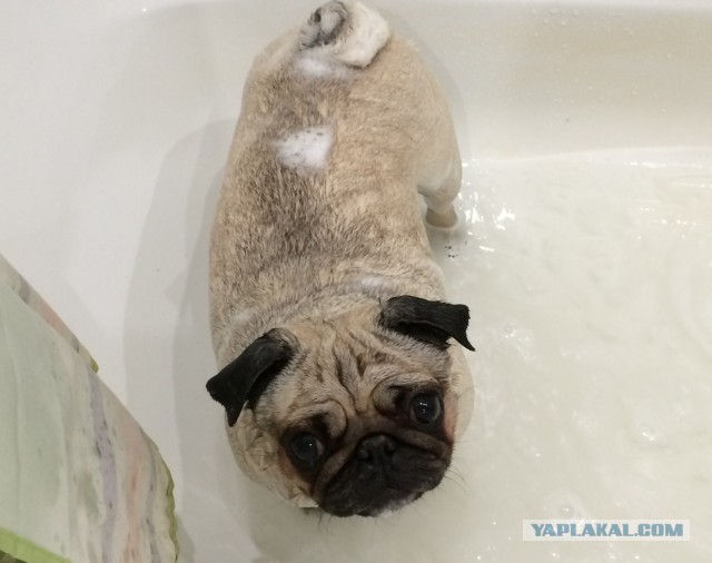 Собакочетверг же, ау!