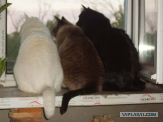 Пост невероятной кошачьей красоты. 25 фот.