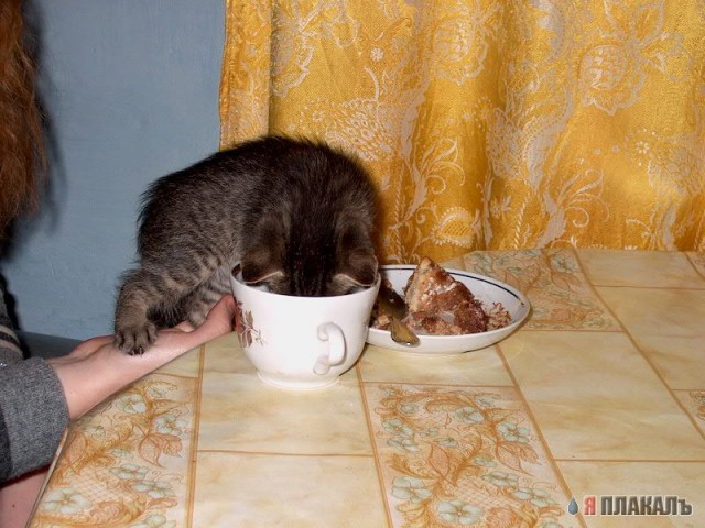 Коты, кошки, котята