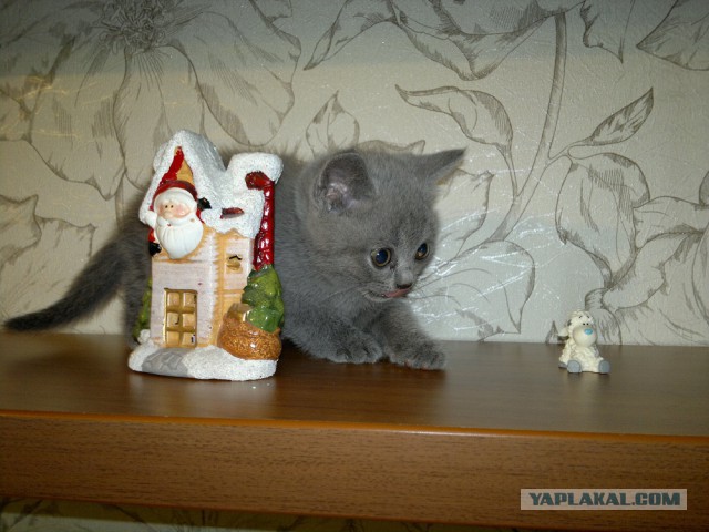 Котовторник 16.02.16
