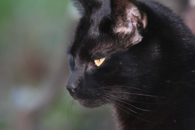 Коты Среды