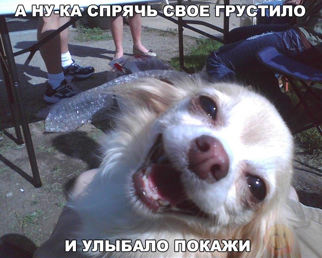 Порция картинок