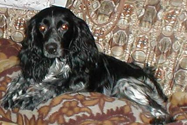 Памяти Норда. К собакочетвергу.