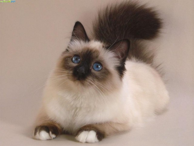 Коты из сети