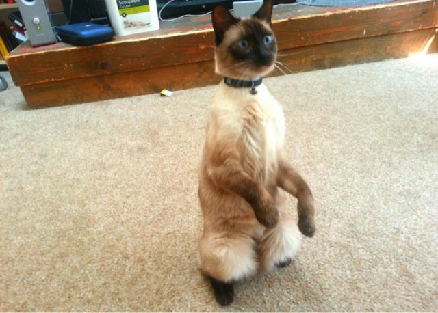Коты и Кошки