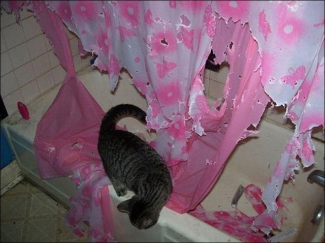 Коты и Кошки