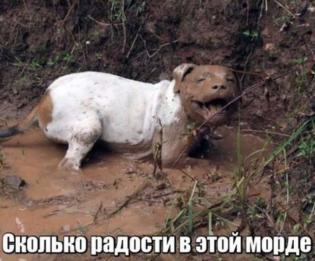 29 картинок