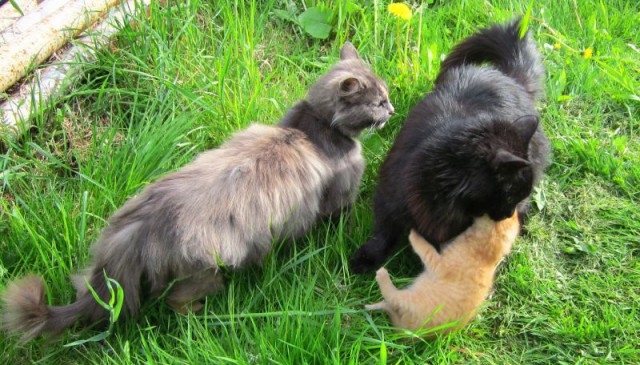 Котовторник 13.06.2017