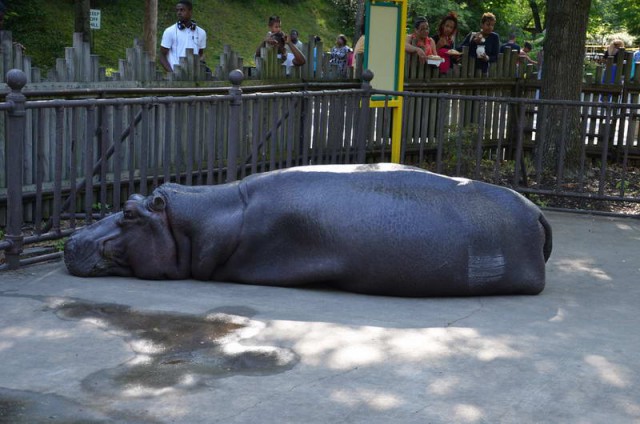 Бегемот родственник кита. Бегемот родственник кита. Киты и бегемоты родственники. Кит и бегемот. Бегемот родственник кита.