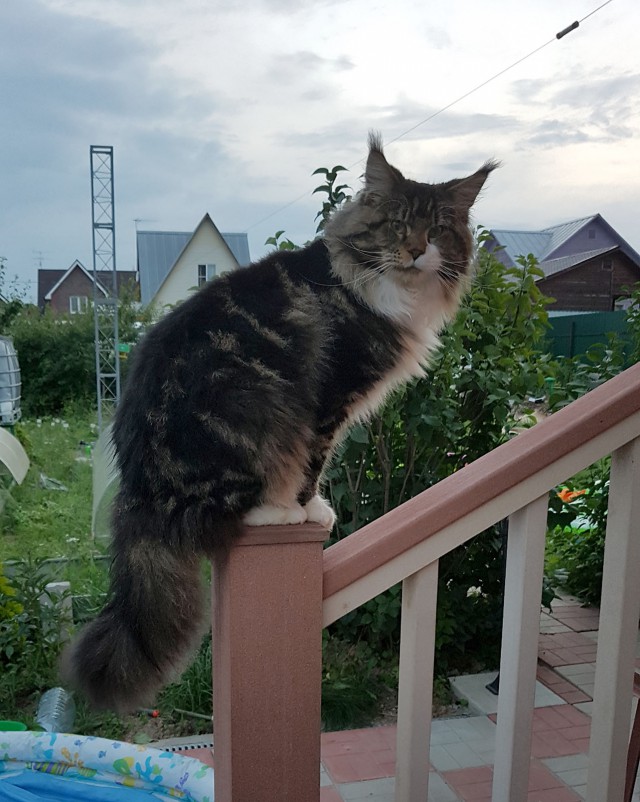 Котовторник 1.08.17