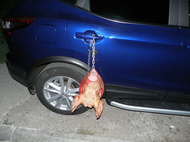 Стоп хам 80 лвл: свиная голова в наказание за парковку