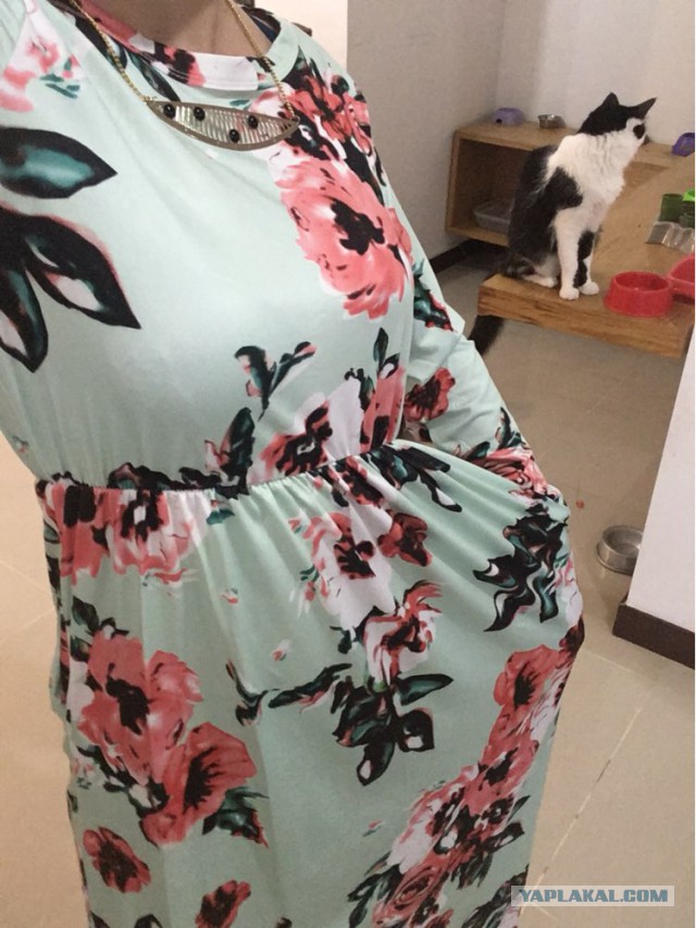 Котовторник 29.08.2017