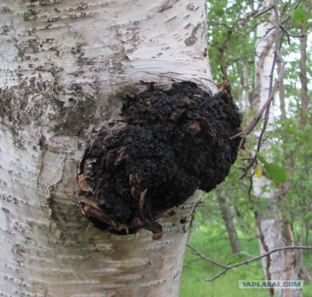 Про грибы (Слава Сэ)