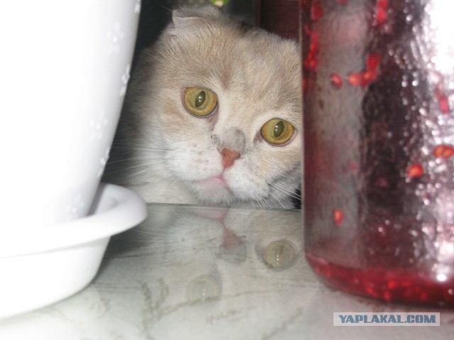 Котовторник 16.01.2018