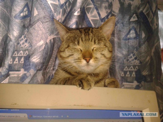 Котовторник  13.02.2018