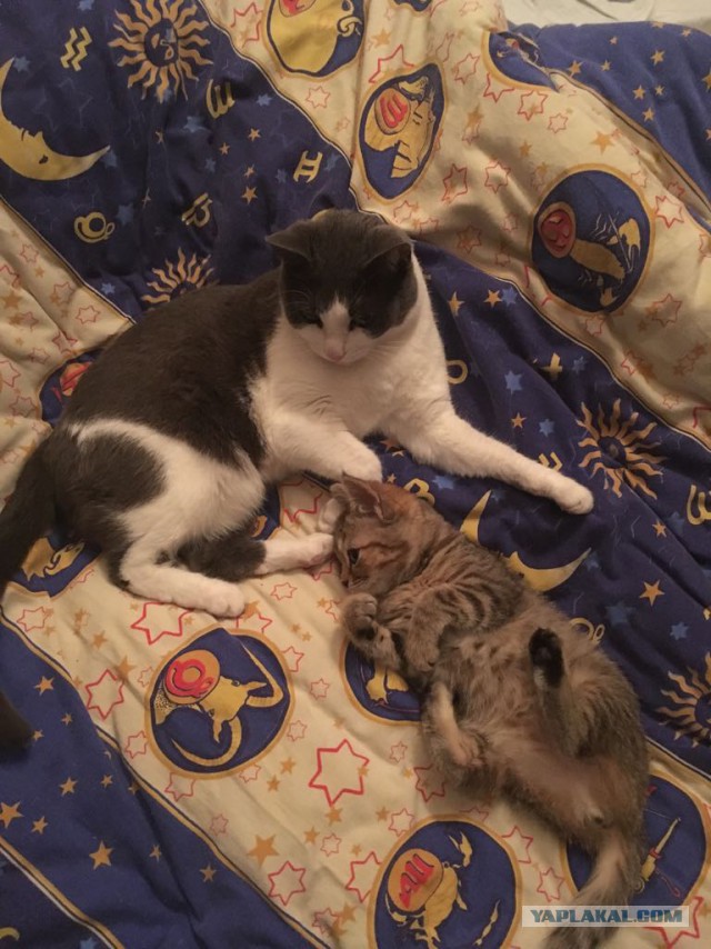 С Днем кошки!