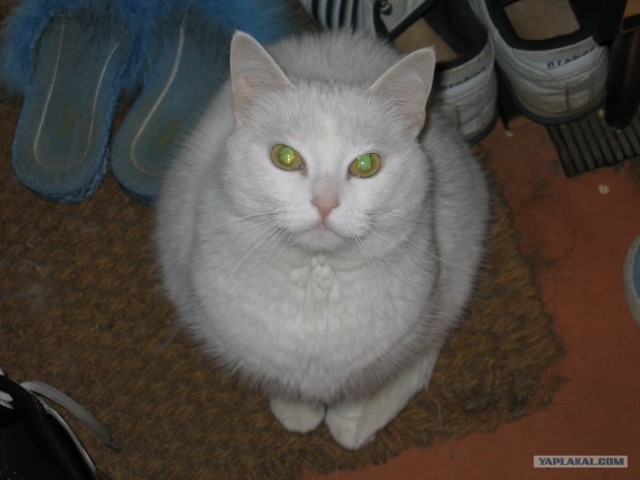 Котовторник на ЯПлакалъ 08.07.2008