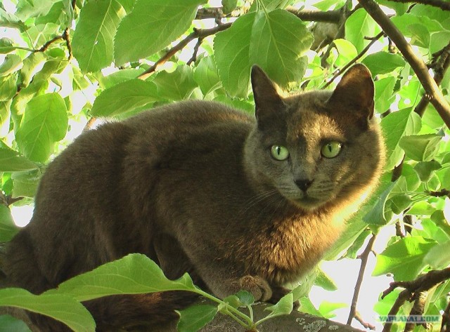Котовторник на ЯПлакалъ