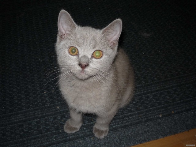 Котовторник на 6 июля