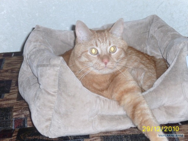 Котовторник 25.01.2011