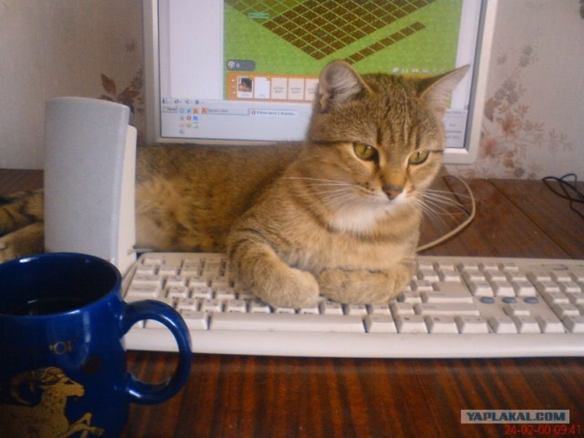 Котейкин вторник! Космический 12.04!