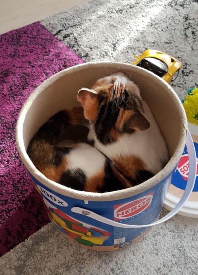 Прикольных котов пост