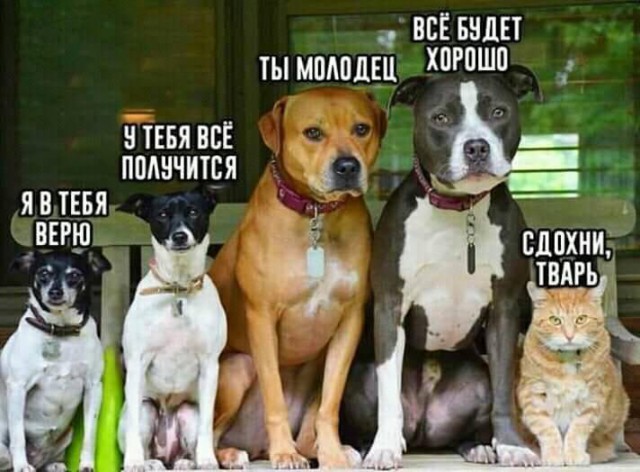 Картинки юморные и тексты