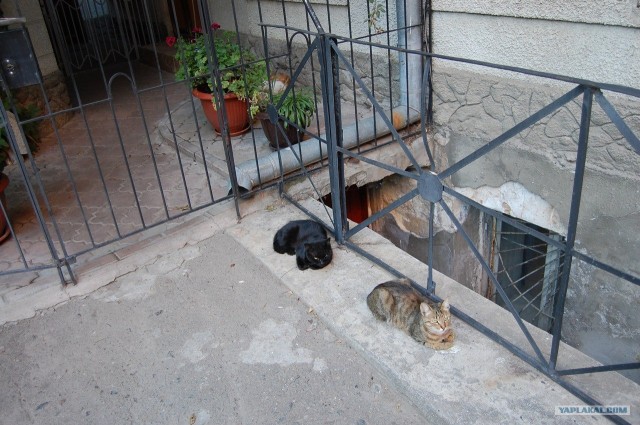 Сонный Котовторник
