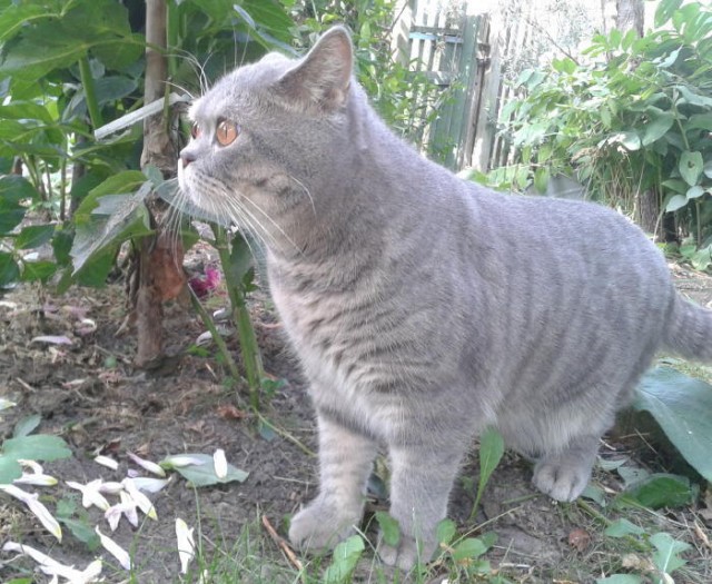 Котовторник 06.12.2011