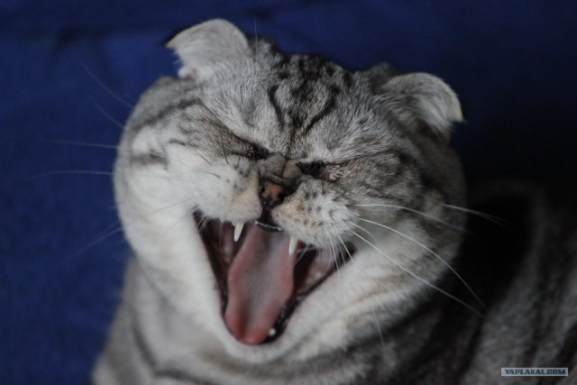 Котовторник (24. 01. 2012 )