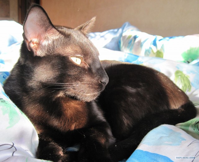 Котовторник (14.02.2012)