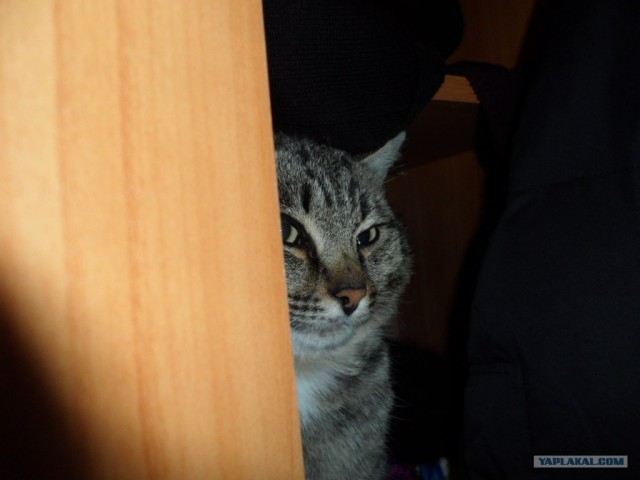 Котовторник   5.06.2012
