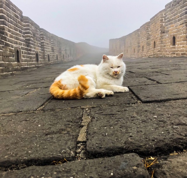 Забавные фото котеек