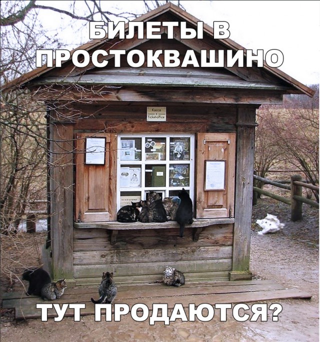 Забавные фото котеек