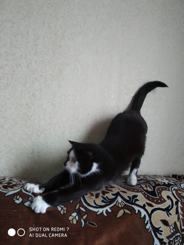 Забавные фото котеек
