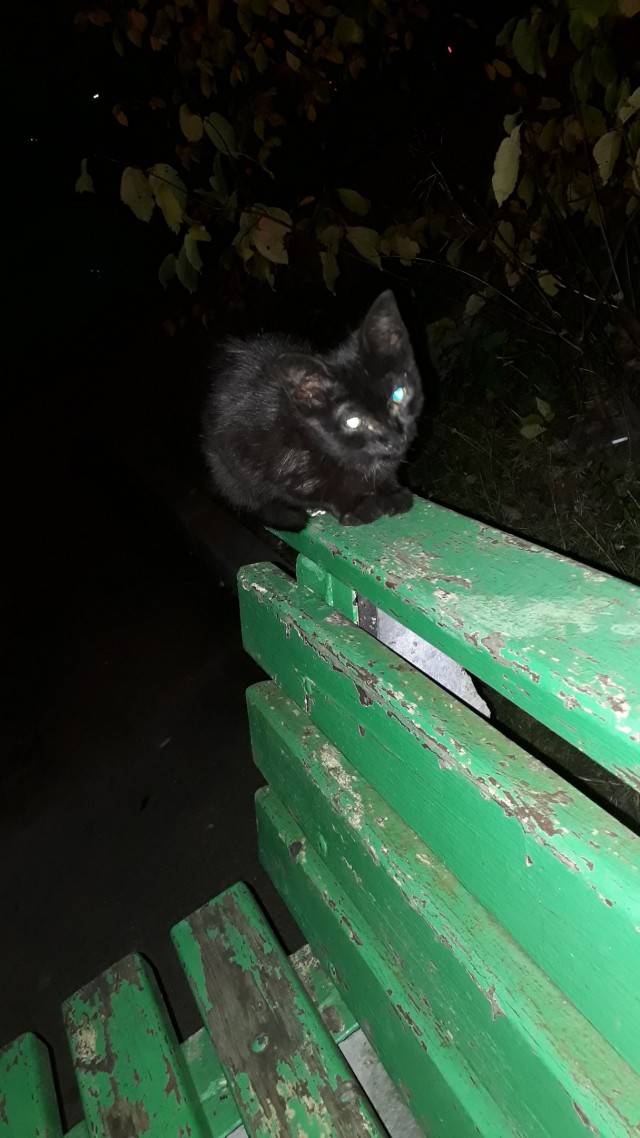 Забавные фото котеек