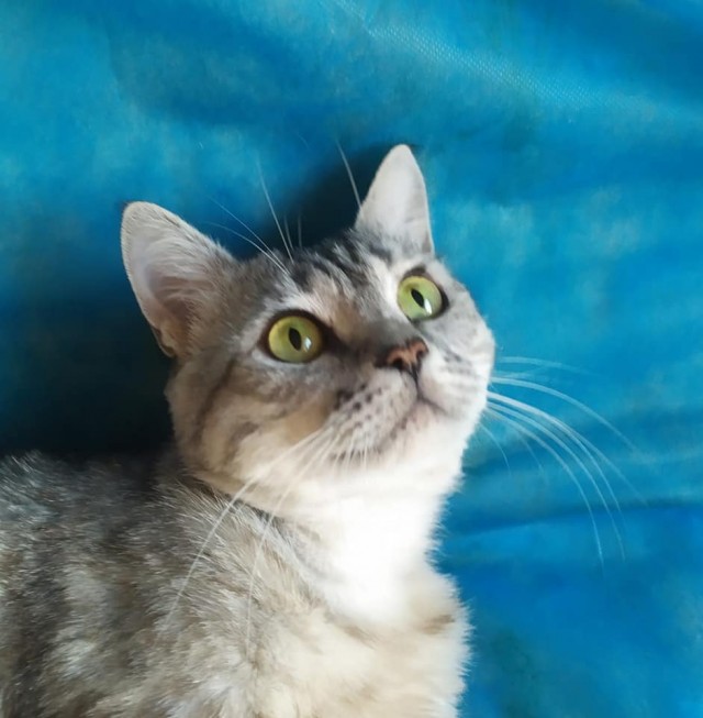 Забавные фото котеек