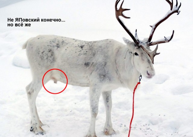 Команда сильных, мощных, независимых женщин в упряжке