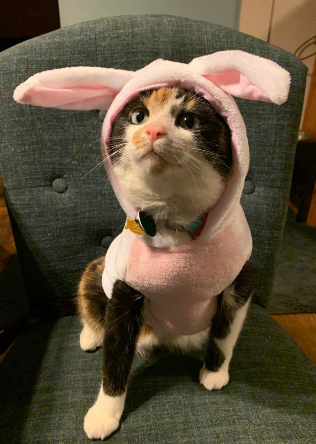 Коты из сети