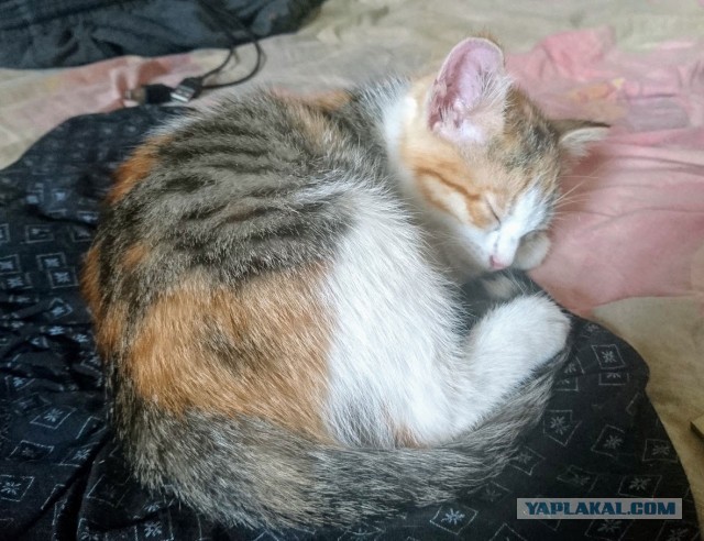 Не котовторник, но однако