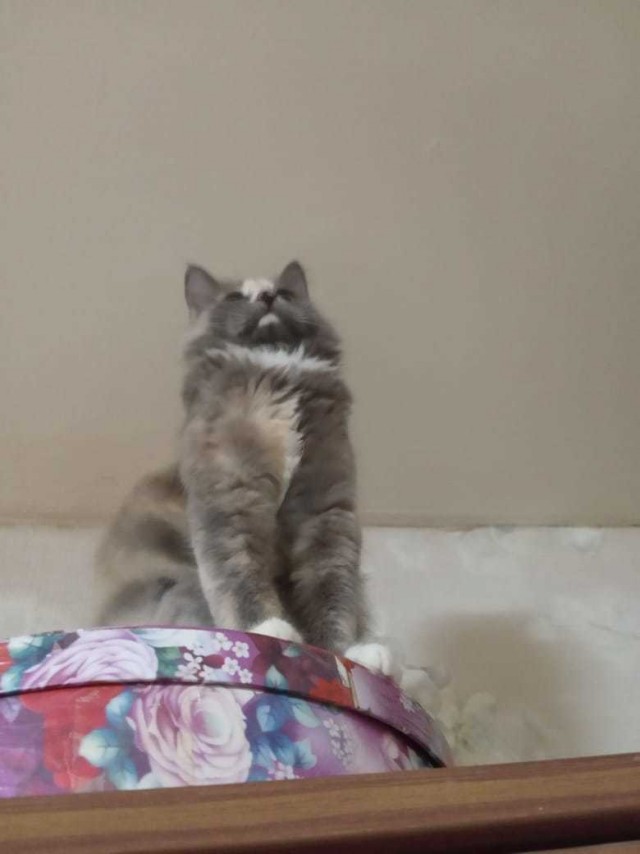 Взгляд хищника