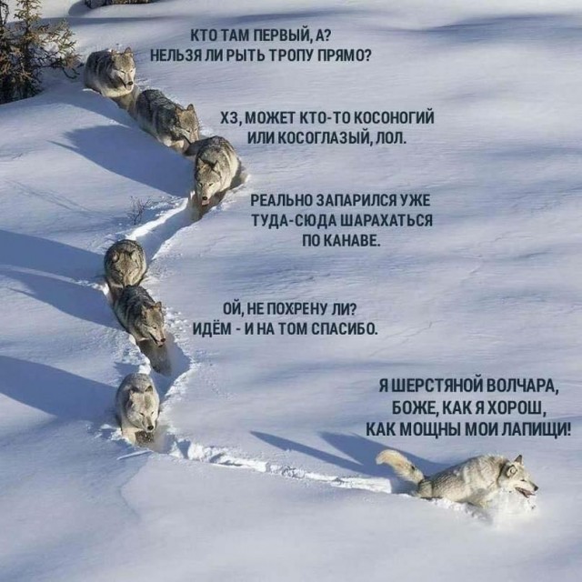 Величественные обитатели лесов и чащ