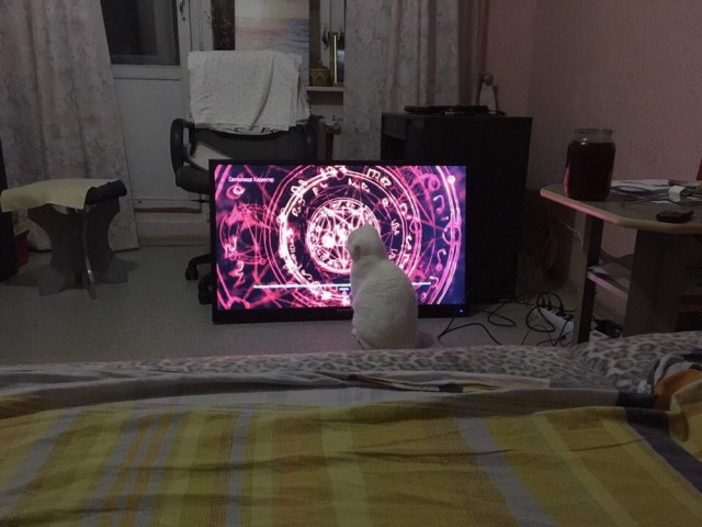 Забавные животные