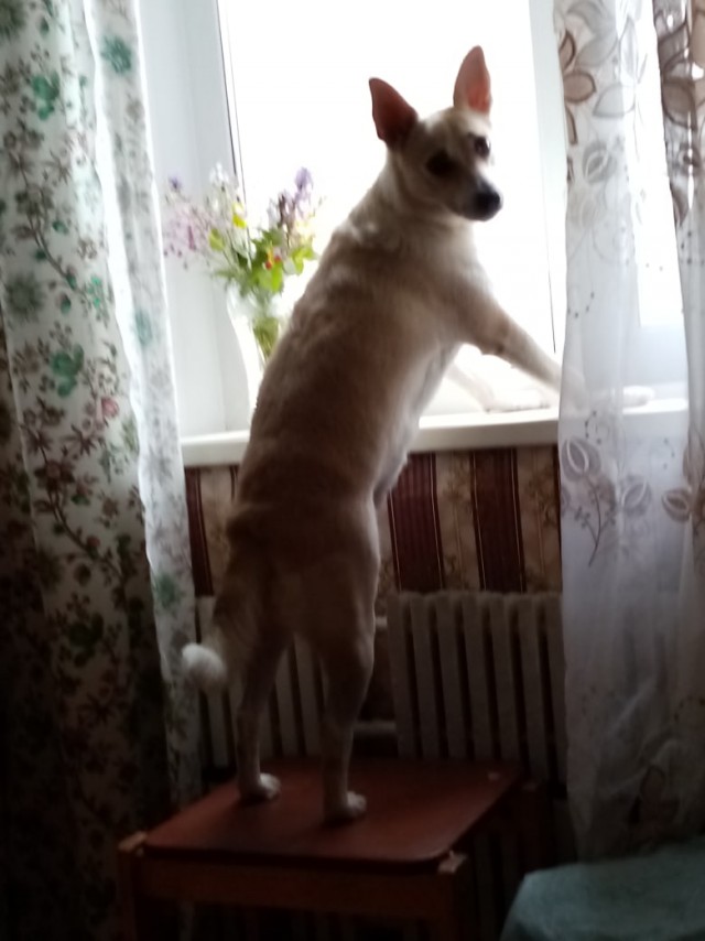 Эти забавные животные