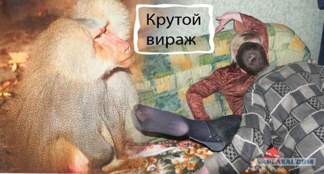 Обезьяний совет