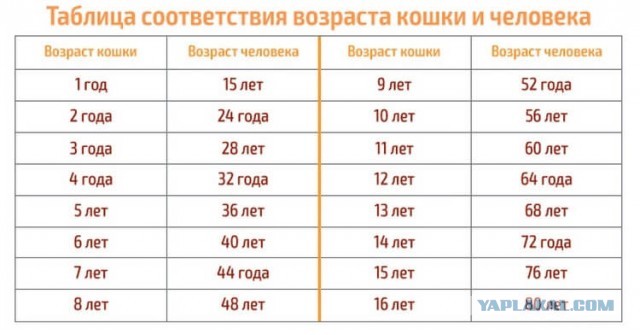 Котодед.