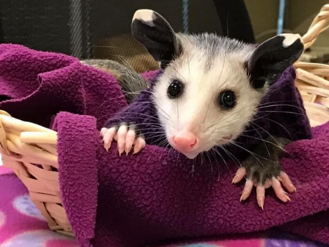 Подборка забавной живности